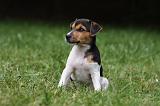 PARSON RUSSEL TERRIER 194